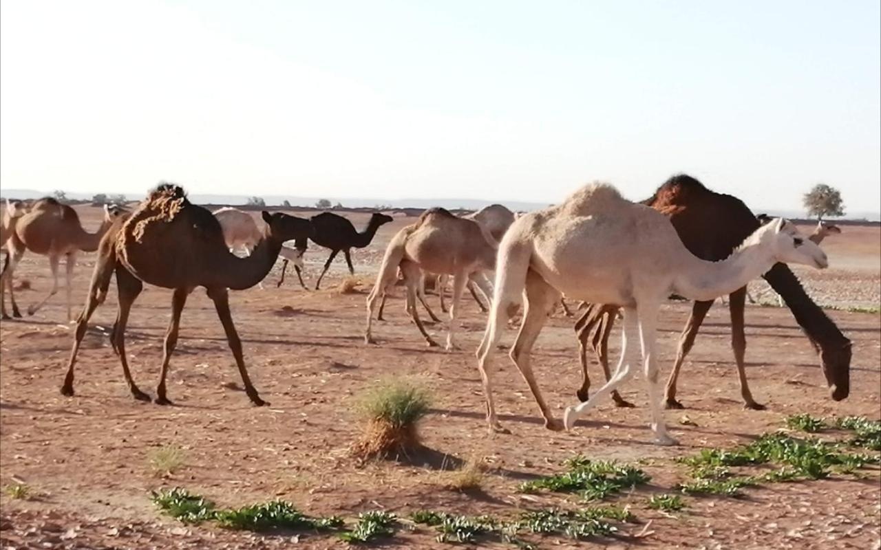 Kasbah Les Alizes Du Desert Мхамид Екстериор снимка